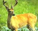 Bassi Wildlife Sanctuary