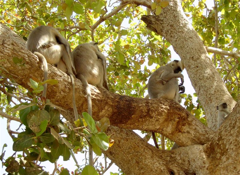 Monkeys